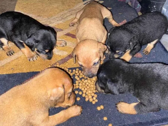 Cachorro ra a Indefinida  idade Abaixo de 2 meses nome Filhote 1