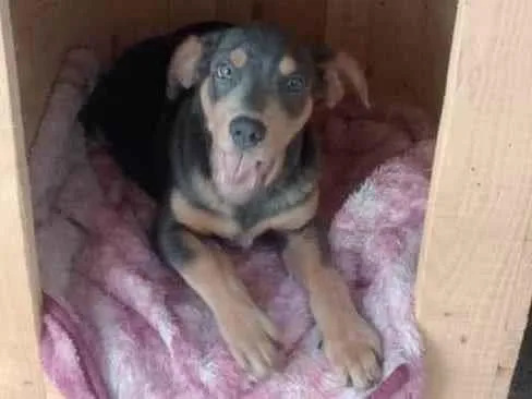 Cachorro ra a Vira lata idade 7 a 11 meses nome Lorenzo