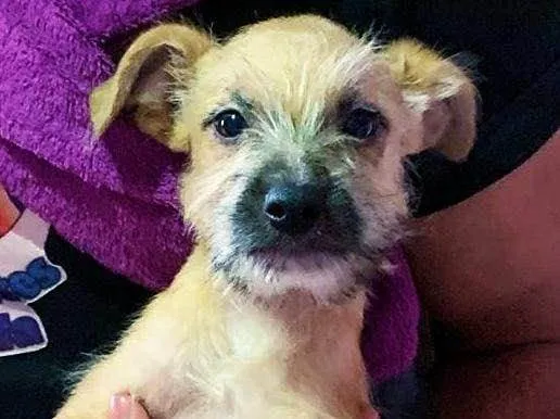 Cachorro raça SRD idade 2 a 6 meses nome Sem Nome