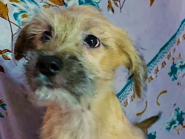 Cachorro raça SRD idade 2 a 6 meses nome Sem Nome