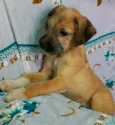 Cachorro raça SRD idade 2 a 6 meses nome Sem Nome