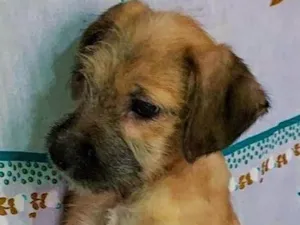 Cachorro raça SRD idade 2 a 6 meses nome Sem Nome