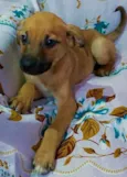 Cachorro raça SRD idade 2 a 6 meses nome Sem Nome