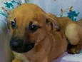 Cachorro raça SRD idade 2 a 6 meses nome Sem Nome