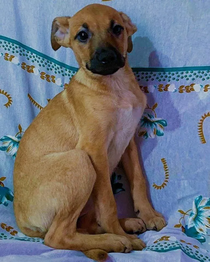 Cachorro raça SRD idade 2 a 6 meses nome Sem Nome