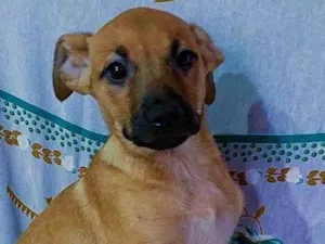 Cachorro raça SRD idade 2 a 6 meses nome Sem Nome