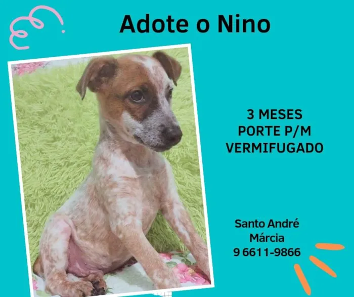 Cachorro ra a SRD  idade 2 a 6 meses nome Nino