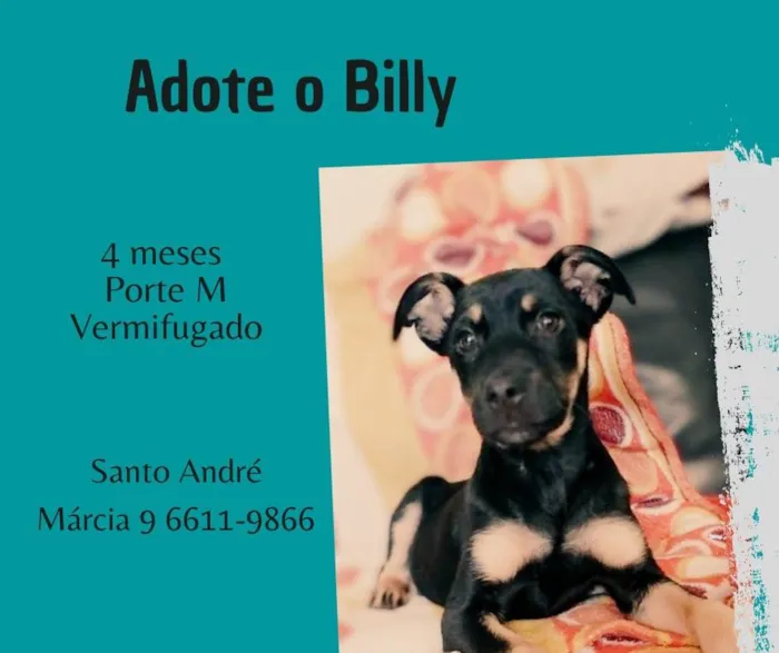 Cachorro ra a SRD  idade 2 a 6 meses nome Billy