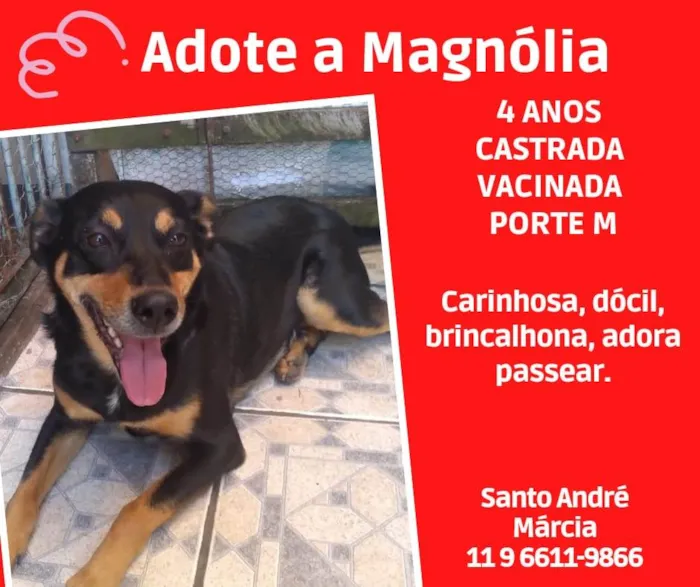 Cachorro ra a SRD  idade 4 anos nome Magnólia 