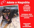 Magnólia