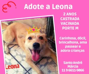 Cachorro raça SRD  idade 2 anos nome Leona