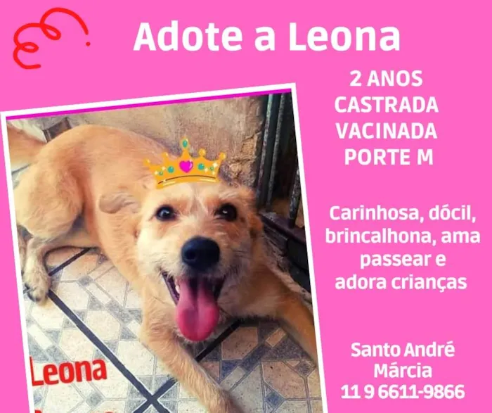 Cachorro ra a SRD  idade 2 anos nome Leona
