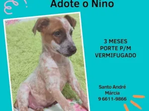 Cachorro raça SRD  idade 2 a 6 meses nome Nino