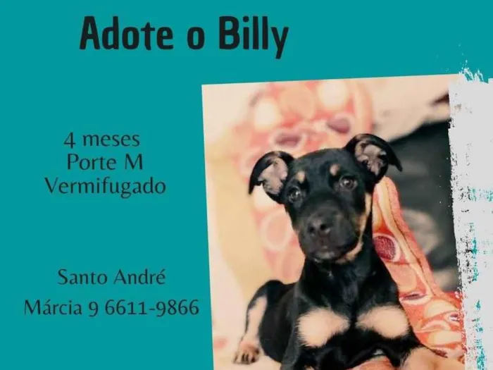 Cachorro ra a SRD  idade 2 a 6 meses nome Billy