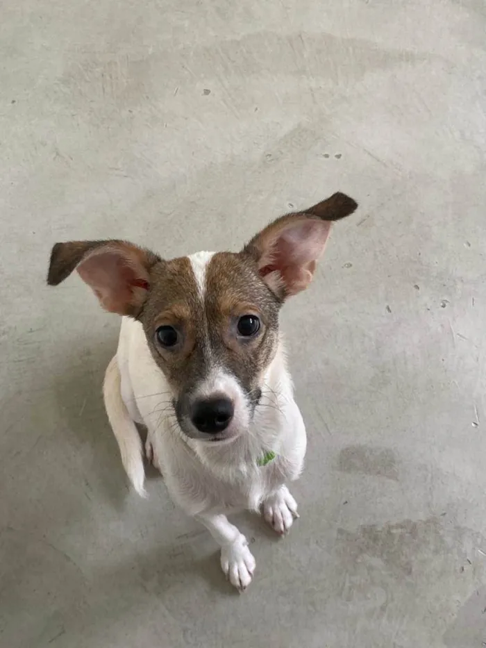 Cachorro ra a SRD idade 2 a 6 meses nome Aurora
