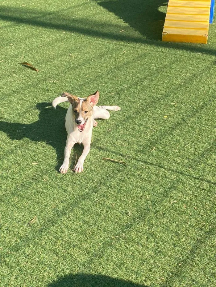 Cachorro ra a SRD idade 2 a 6 meses nome Aurora