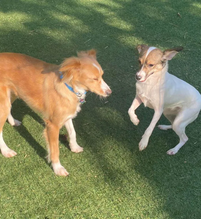Cachorro ra a SRD idade 2 a 6 meses nome Aurora