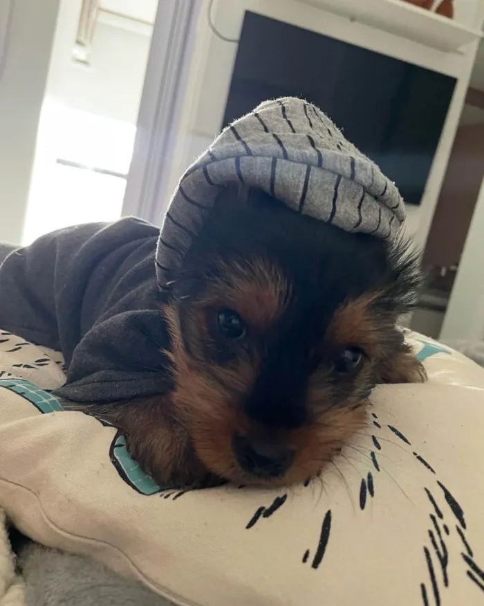 Cachorro ra a Yorkshire  idade Abaixo de 2 meses nome Theo