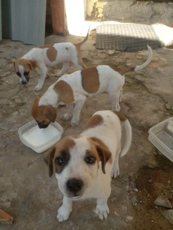 Cachorro ra a Vira lata idade 2 a 6 meses nome Gemeas