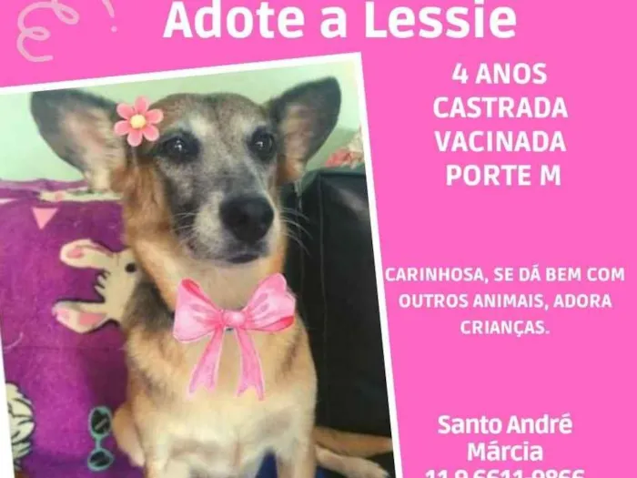 Cachorro ra a SRD  idade 4 anos nome Lessie 