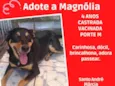 Magnólia 