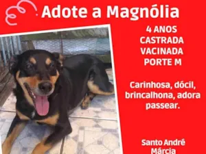 Cachorro raça SRD  idade 4 anos nome Magnólia 