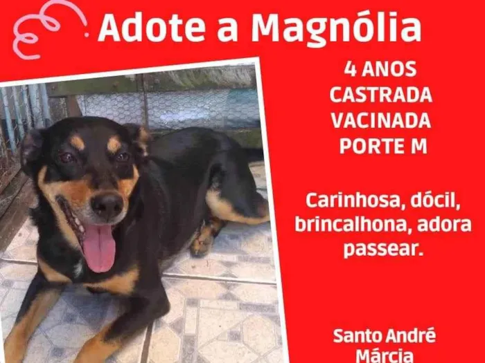 Cachorro ra a SRD  idade 4 anos nome Magnólia 