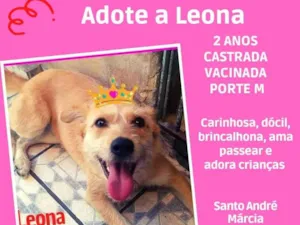 Cachorro raça SRD  idade 2 anos nome Leona