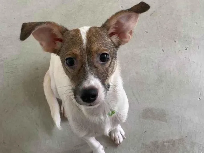 Cachorro ra a SRD idade 2 a 6 meses nome Aurora