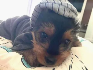 Cachorro raça Yorkshire  idade Abaixo de 2 meses nome Theo