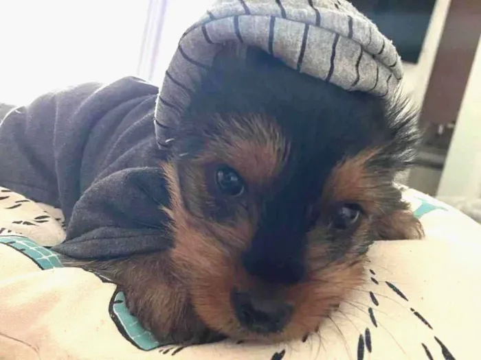 Cachorro ra a Yorkshire  idade Abaixo de 2 meses nome Theo