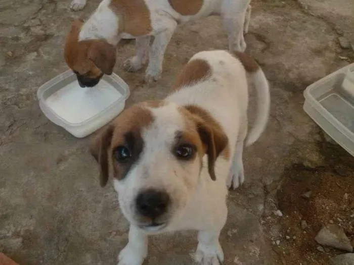 Cachorro ra a Vira lata idade 2 a 6 meses nome Gemeas