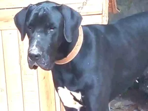 Cachorro raça Dogue Alemão idade 2 anos nome Dogue Alemão