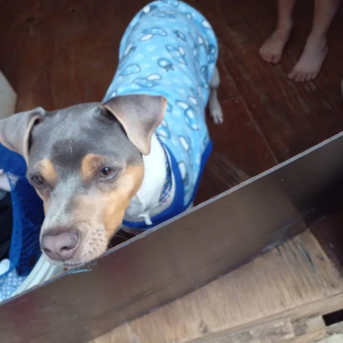 Cachorro ra a TERRIER BRASILEIRO  idade 2 anos nome CHARLIE