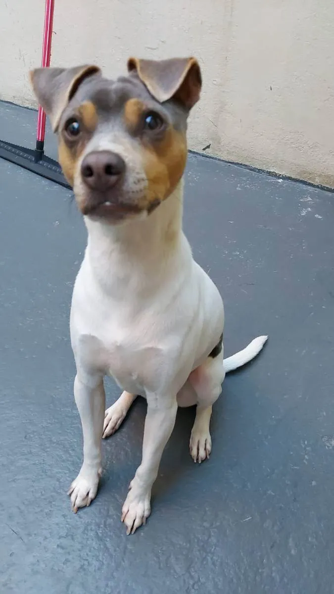 Cachorro ra a TERRIER BRASILEIRO  idade 2 anos nome CHARLIE