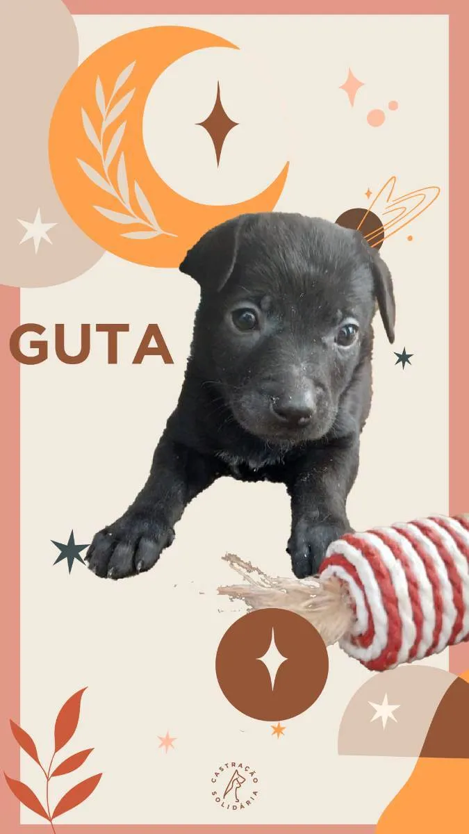 Cachorro ra a SRD idade Abaixo de 2 meses nome FILHOTES