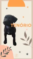 FILHOTES