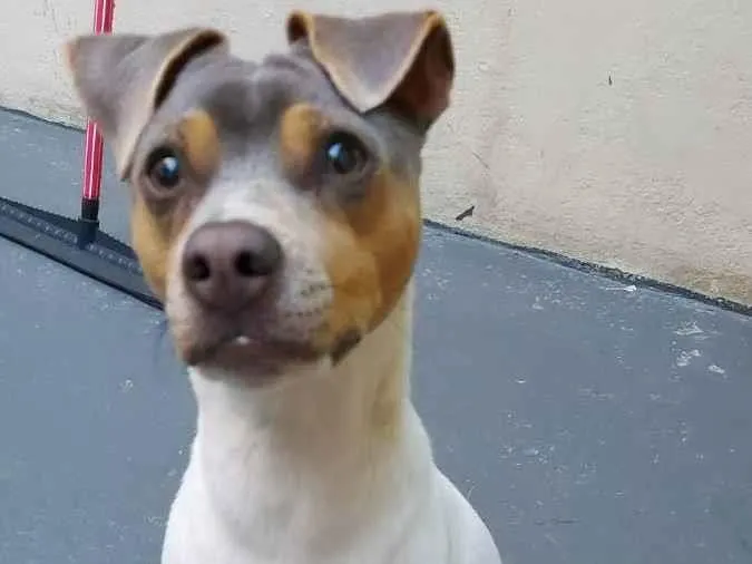 Cachorro ra a TERRIER BRASILEIRO  idade 2 anos nome CHARLIE