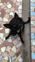 Cachorro raça Srd idade 1 ano nome Lilica