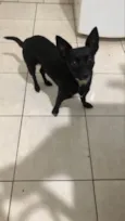 Cachorro raça Srd idade 1 ano nome Lilica
