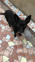 Cachorro raça Srd idade 1 ano nome Lilica