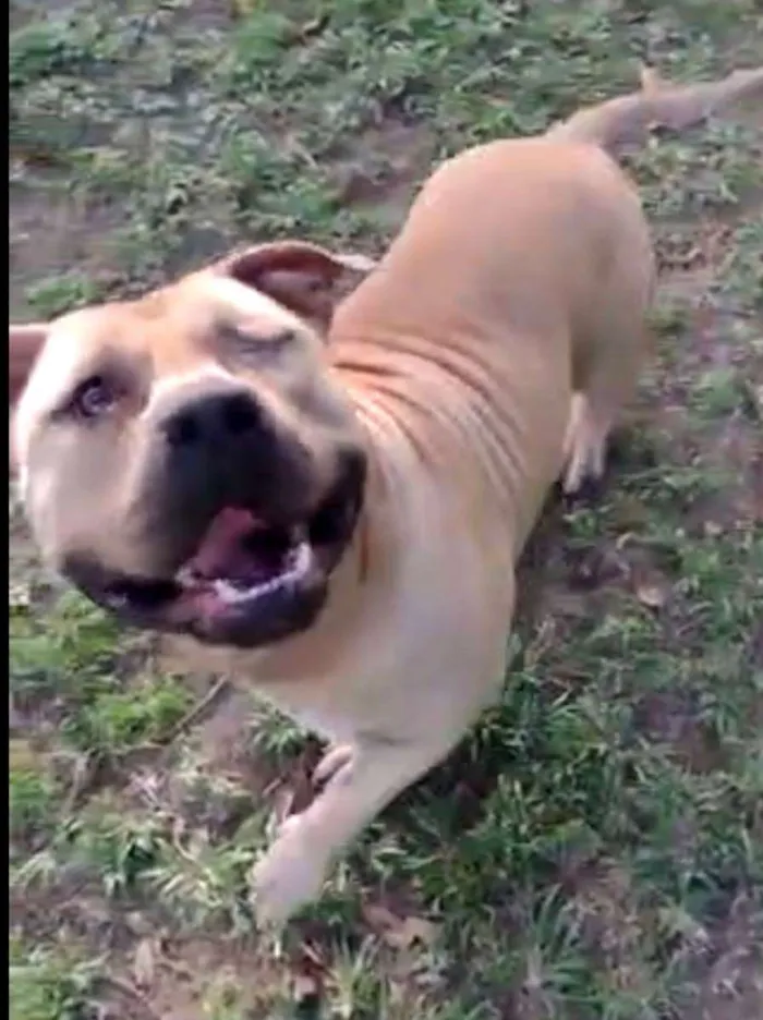 Cachorro ra a American Bully idade 2 anos nome Otto