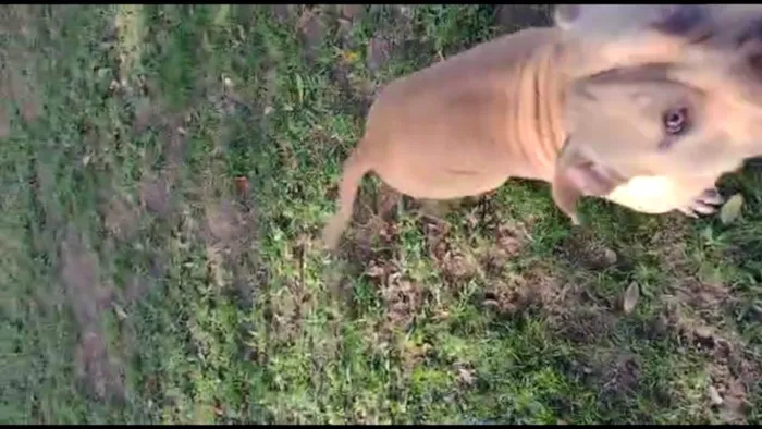 Cachorro ra a American Bully idade 2 anos nome Otto