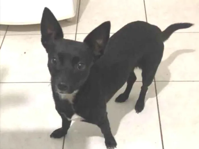 Cachorro raça Srd idade 1 ano nome Lilica