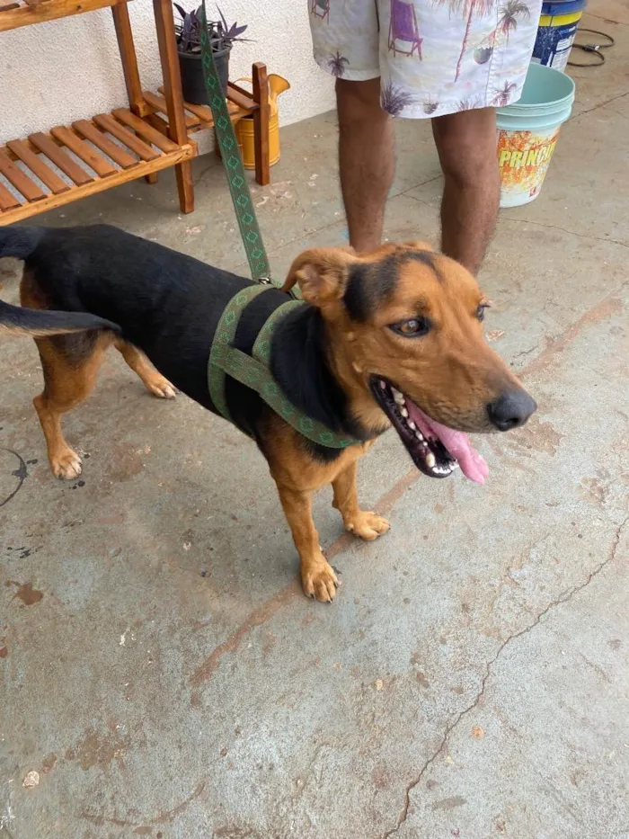 Cachorro ra a Vira lata  idade 2 anos nome Zazu