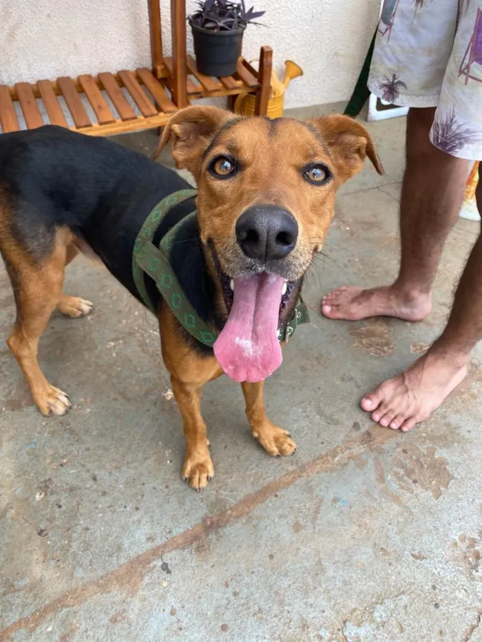 Cachorro ra a Vira lata  idade 2 anos nome Zazu