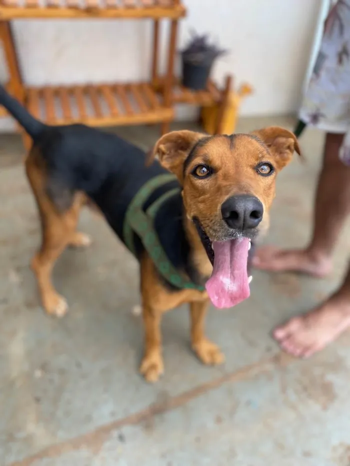 Cachorro ra a Vira lata  idade 2 anos nome Zazu