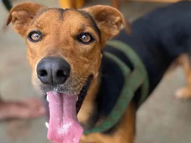 Cachorro ra a Vira lata  idade 2 anos nome Zazu