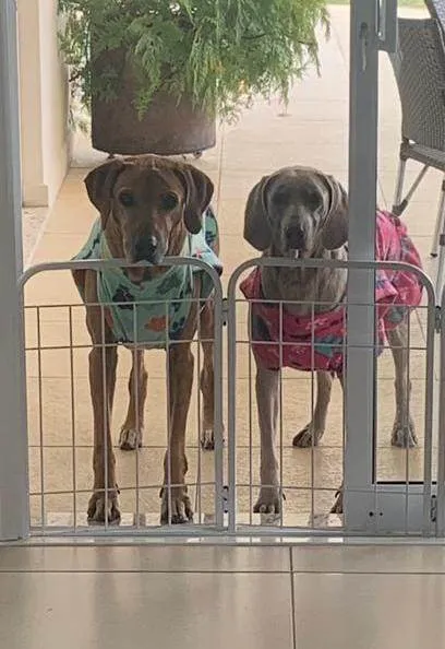 Cachorro ra a Weimaraner e Rhodesian idade 6 ou mais anos nome LOLA E RINGO
