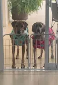 LOLA E RINGO